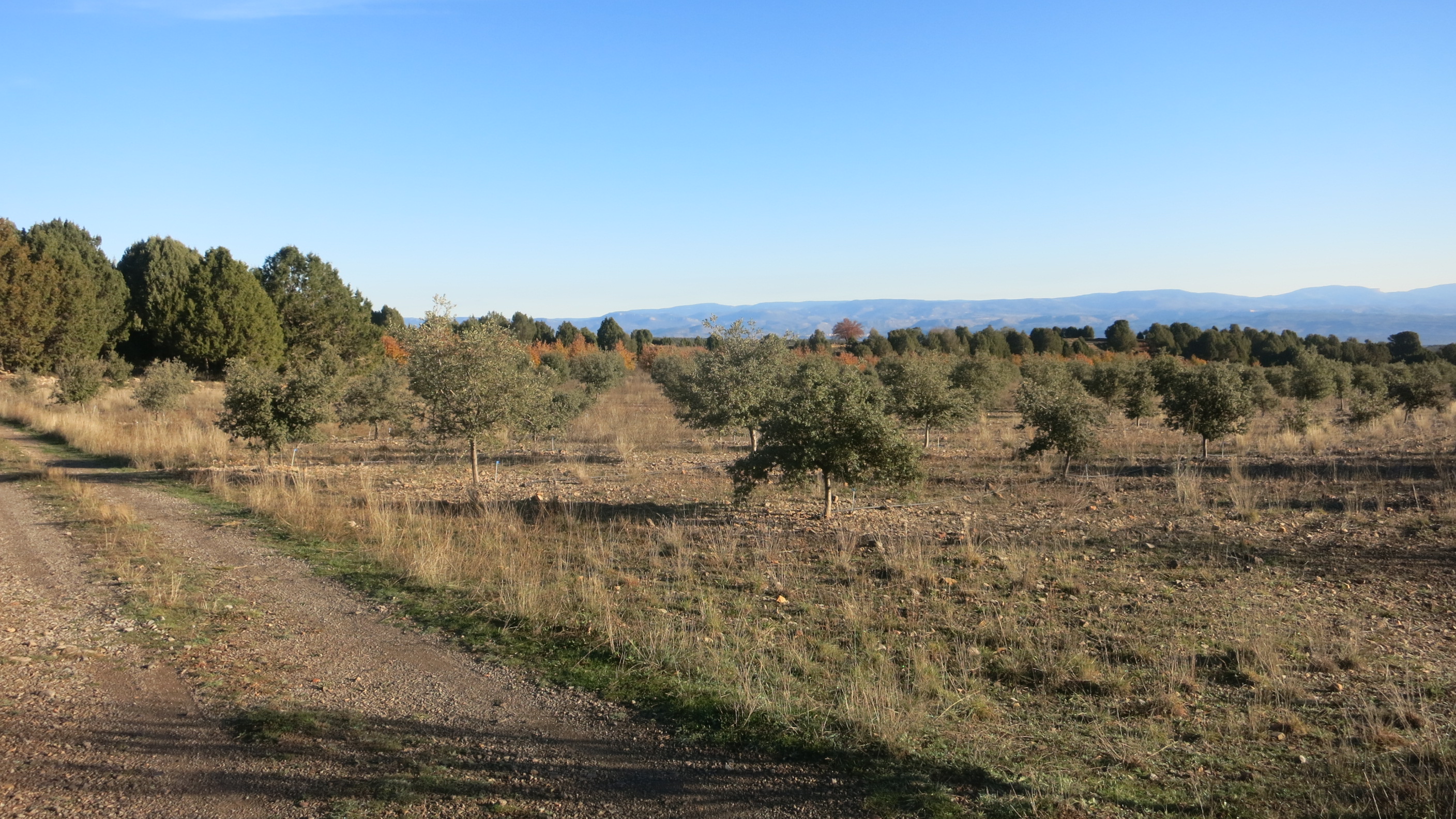 Plantación cítricos Valencia